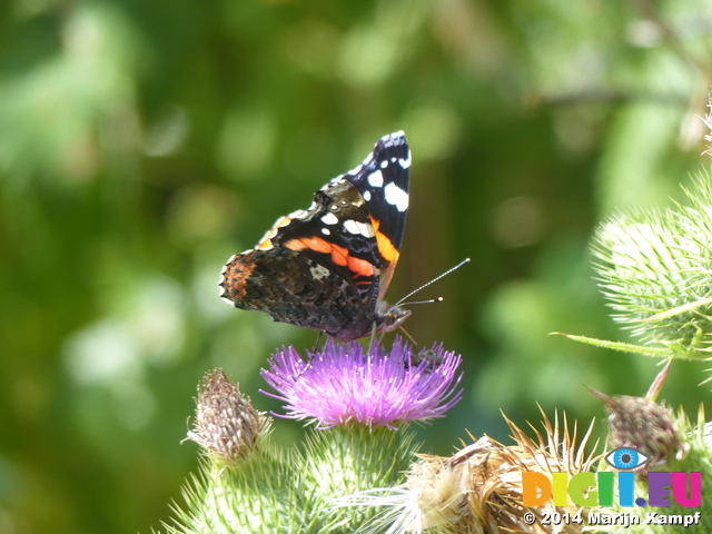 FZ006882 Red Admiral (Vanessa atalanta) butterfly on Thistle